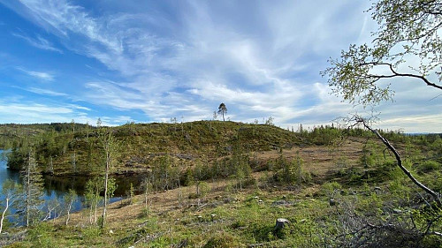 Drengåsen.