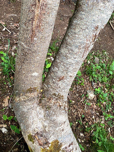 Two legs tree:)