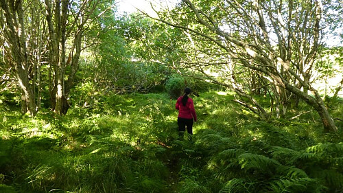 Frodig her på stien.