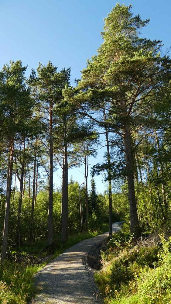 På vei ned lysløypa mot Briktdalen Trimpost.