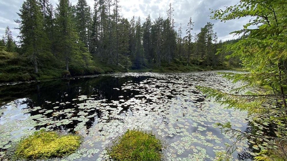 Tjernet med de spesielle nøkkrosene.