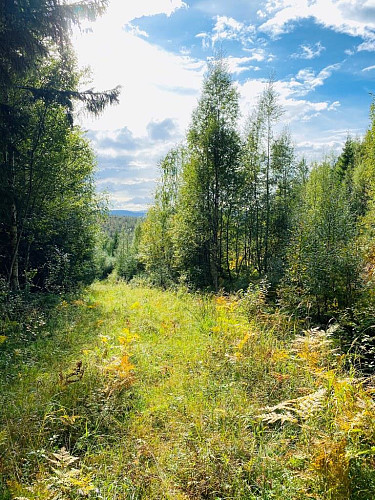 Gjengrodd skogsvei.