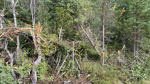 Det har vært kant rydding på veien opp til Dørndalsvatnet.Alt blir knust ved siden av veien.Ser helt forferdelig ut.
