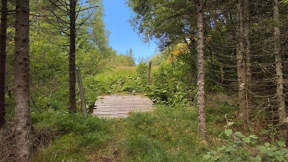 Da kom æ inn på den merkede løypa.Flere små bruer over bekkene oppover mot Grønlia.