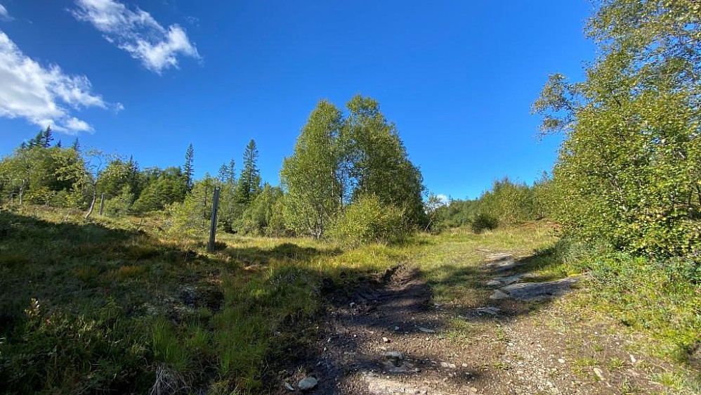 Fulgte merket løype helt ned til skogsveien så på tur opp må man ta til venstre her(tydelig merker med refleksbrikke)