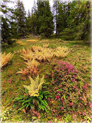 Fantastiske farger i naturen på høsten........