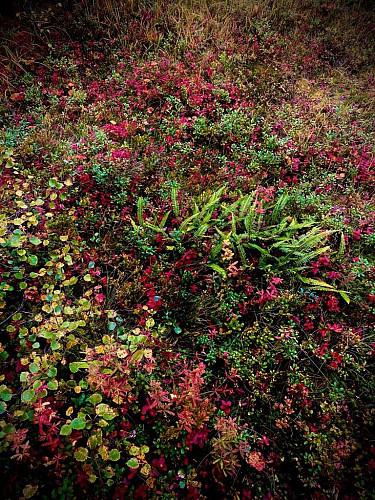 ..........naturens eget fargeskrin er åpnet.