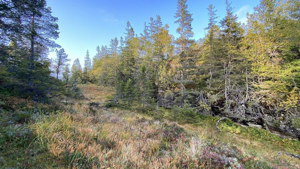 På vei opp mot heia.Ikke noe tråkk å se her.