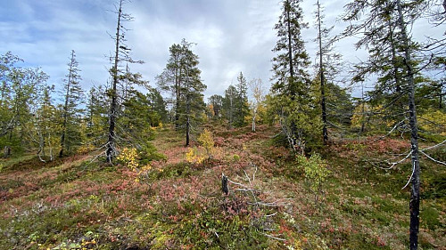 På vei opp kan man se en gjengrodd sti.