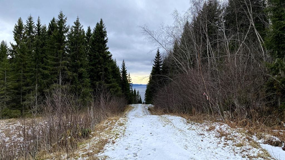 Tilbake på skogsveien.