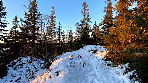 Toppunktet på Bjørnahaugen.