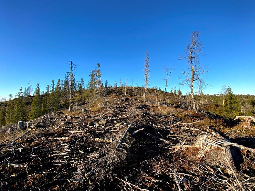 Stygge sår etter skogsmaskin her oppe på Okstjønnåsen.