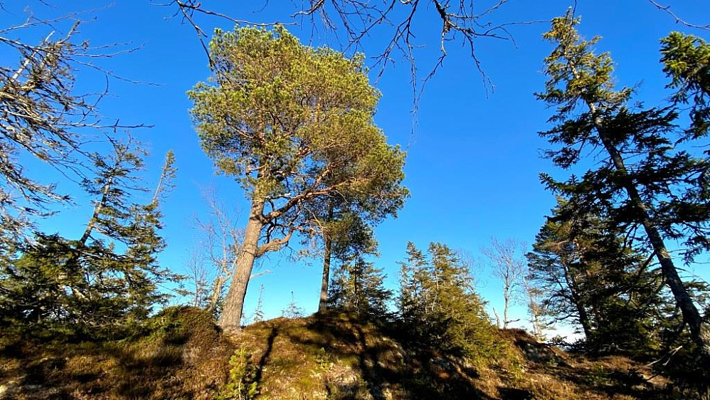 Svarttjønnåsen. Toppunktet ved furua her.
