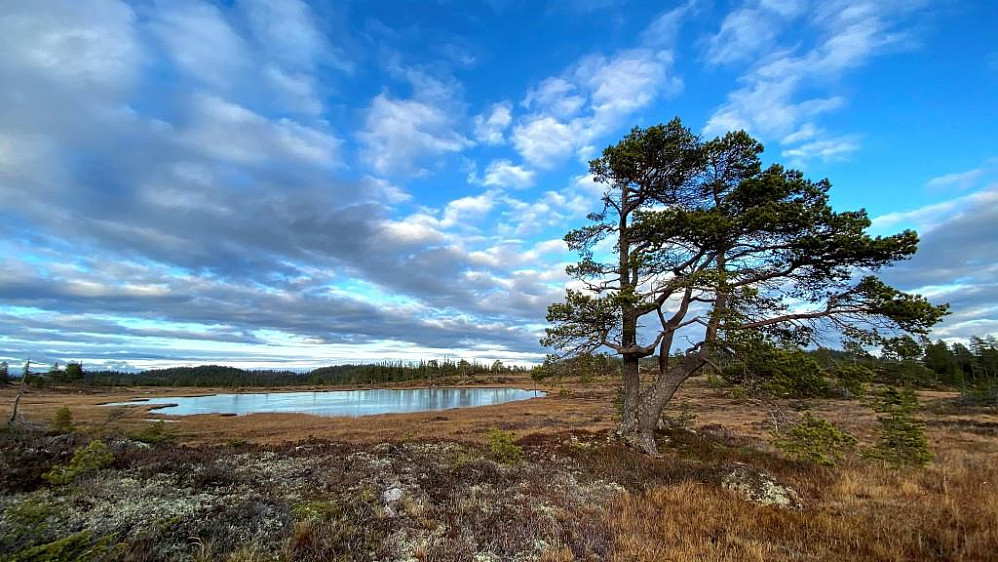 En litt idyllisk plass dette her.