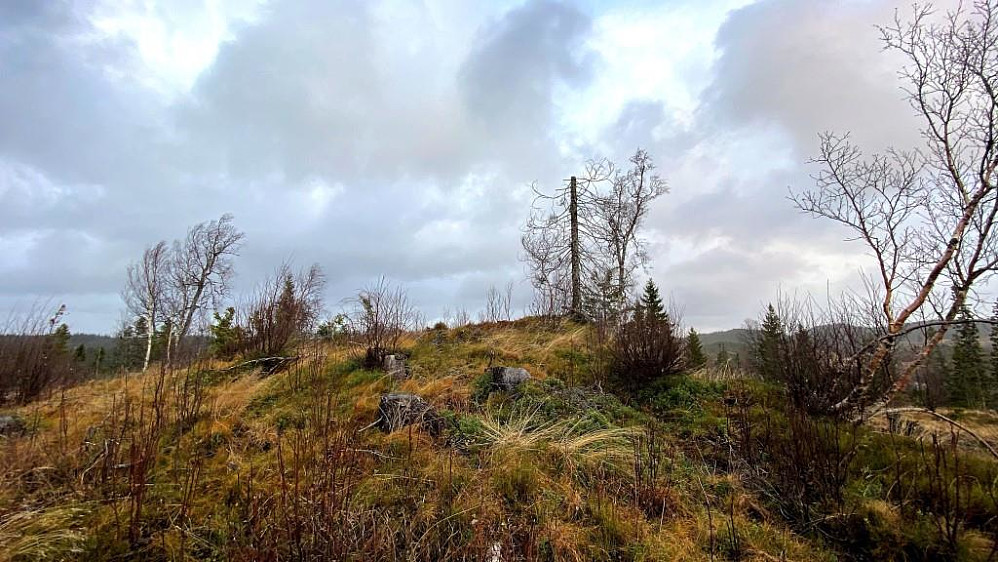 Toppen på Topptjønnfjellet med den tørre grana.