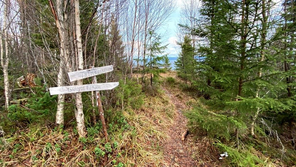 Beitkammen er en fin utsiktsplass men skogen vokser fort her.