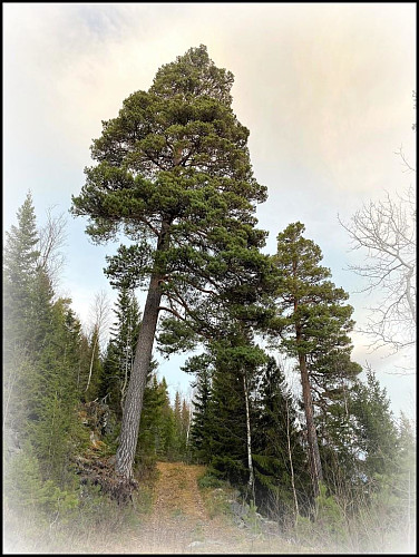 Furu dronninga.