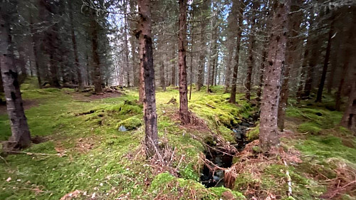 Grønn mosekledd skogbunn.