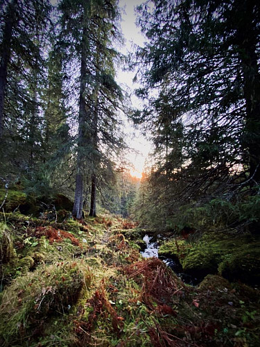Høst i skogen og mørkret siger på.