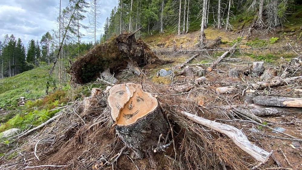 Her har vinden vært sterk under en høststorm.