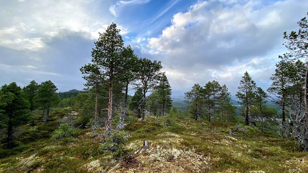 Oppe på toppen av Rognåsen.