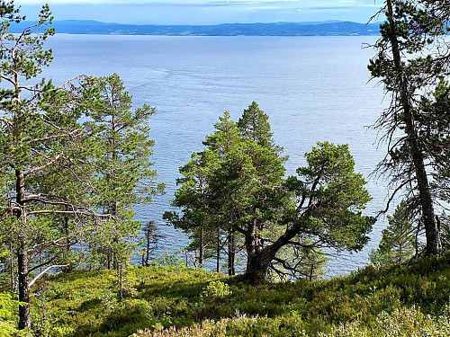 Gammel furua ved Bjønnåa.