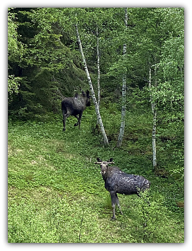 Firbeinte er også ute på tur i det fine været.