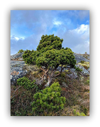Fjellets Banzai.