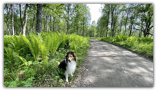 Shanti liker seg godt her i dalen også.