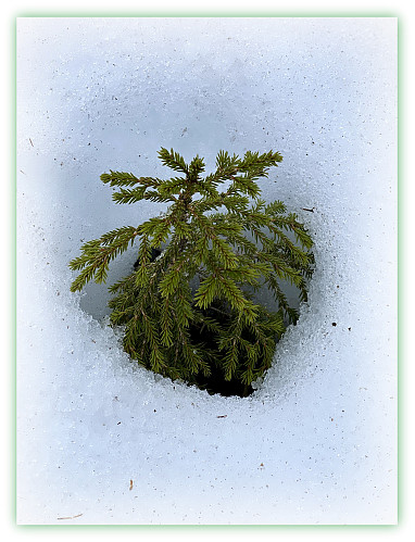 Snøen tiner tross alt.