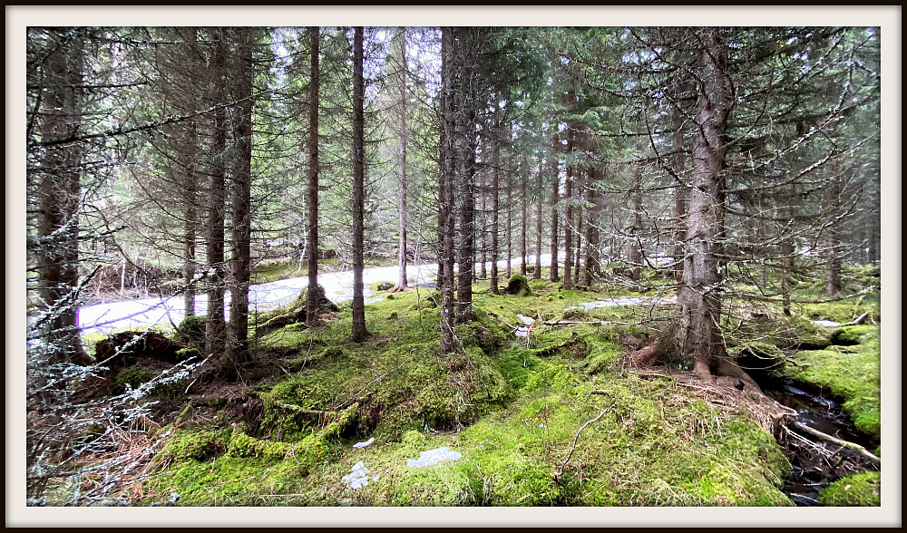 Grønt i skog bunnen mens skogsveien er som ei skiløype.