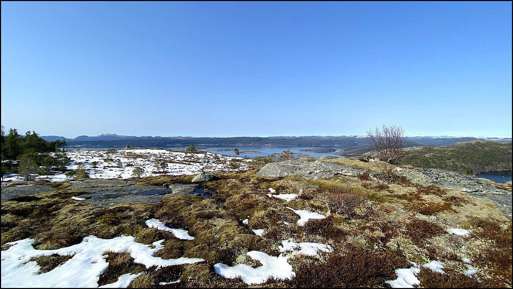 Høyeste punkt på Rundlia ved den lille bjørka.