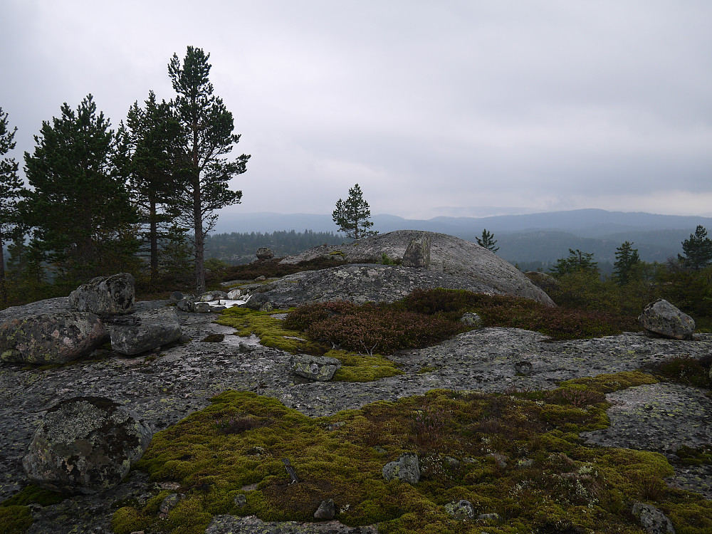 Bergeheia i lett yr