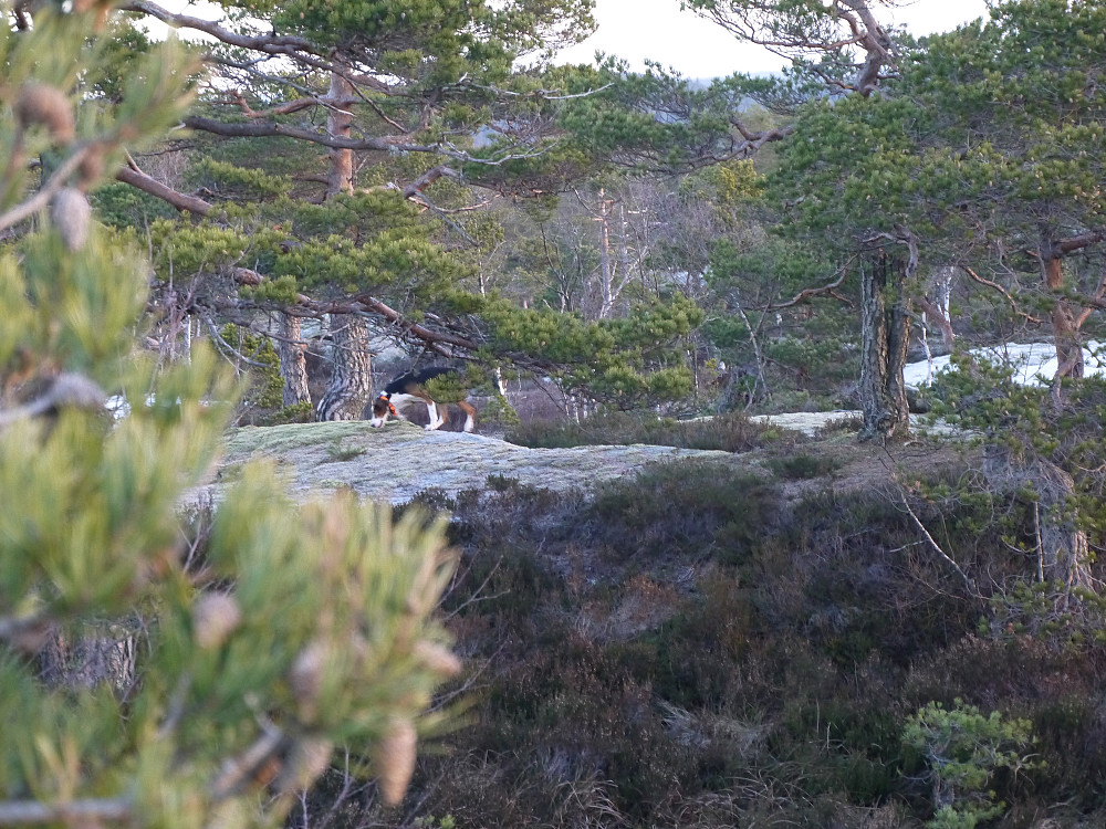 En hund kom i los på sporene mine nær toppen.