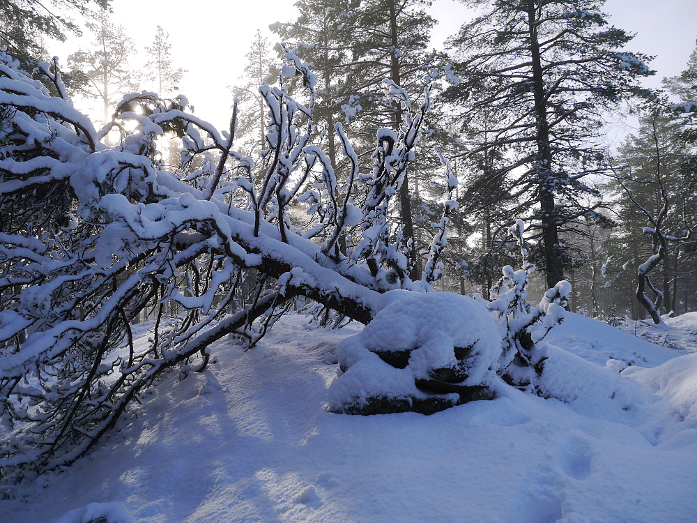 Topp varden