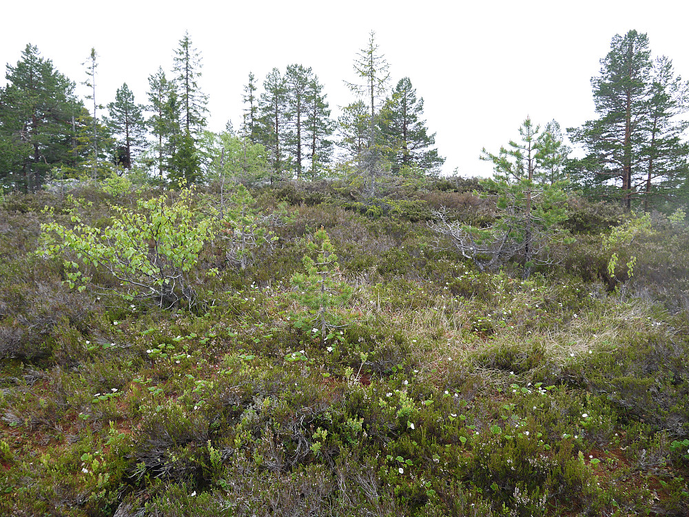 Molteblomst var det mye av her
