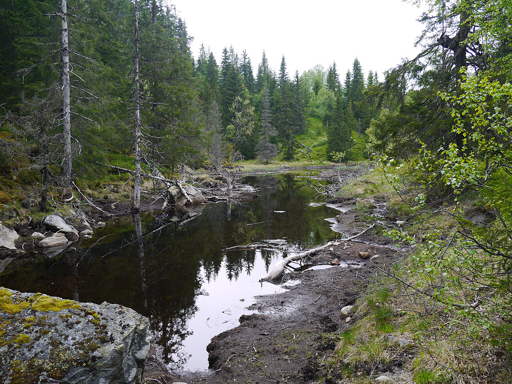 Første bever dam.