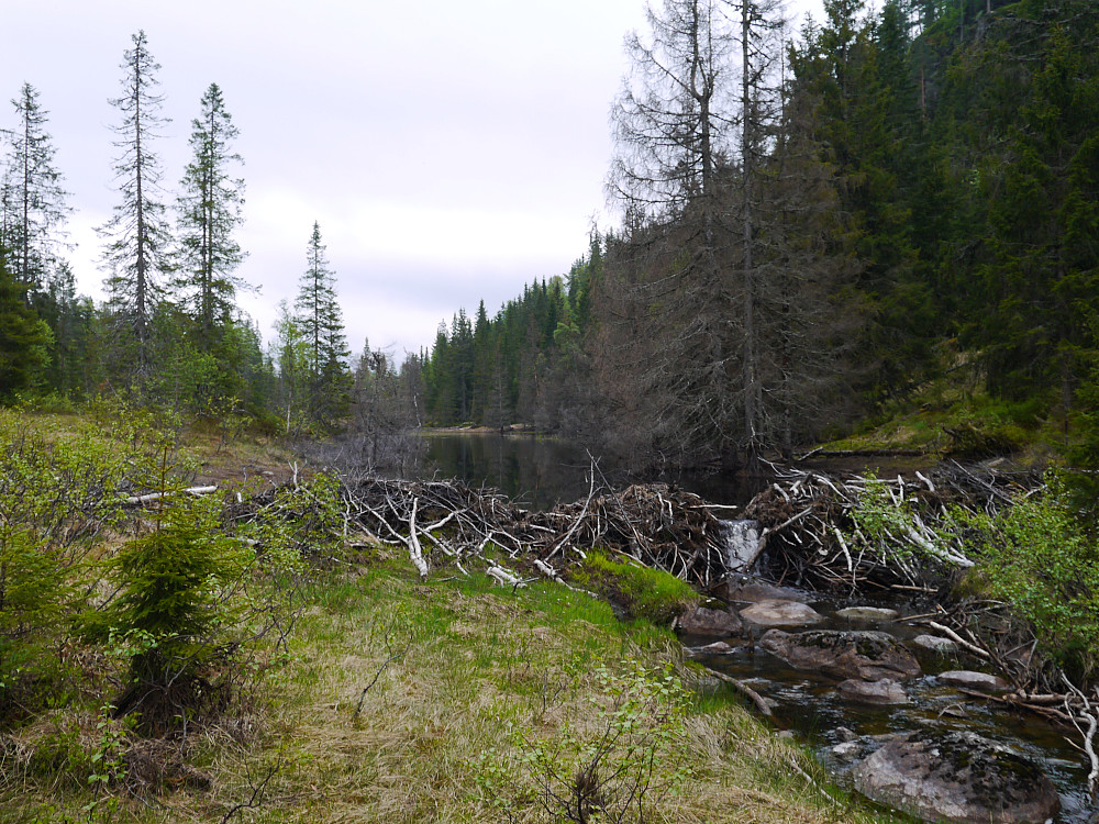 Tredje bever dam