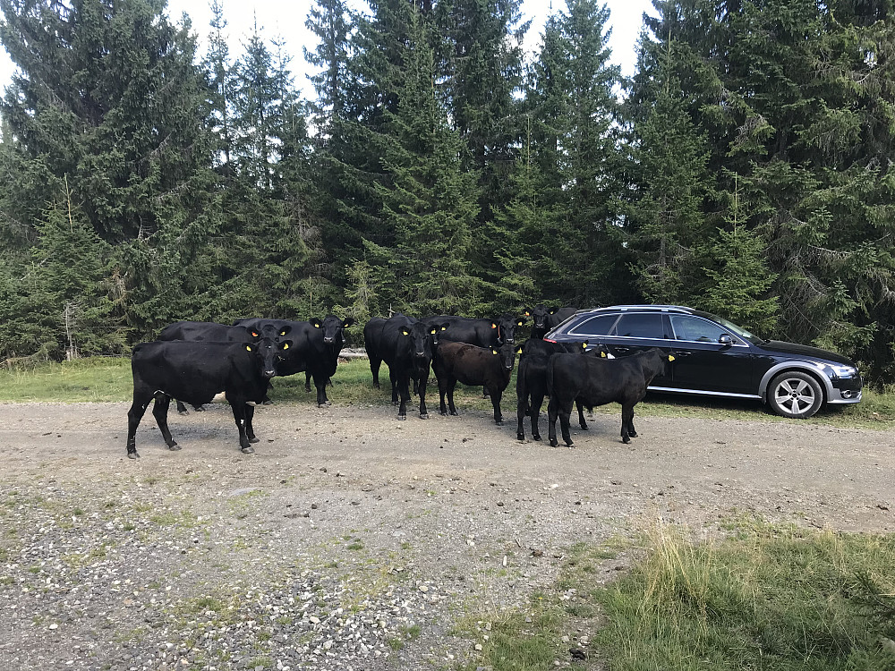 Denne flokken stod å passet på bilen når jeg kom tilbake.