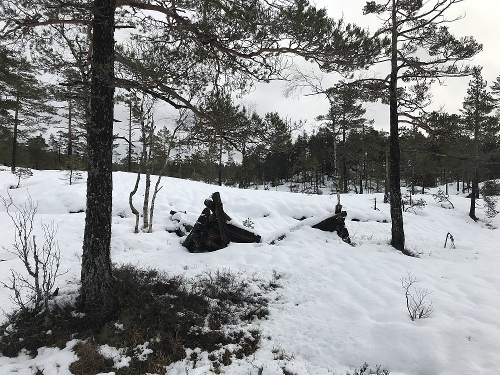 Rester av skogsløe ved Storemyr