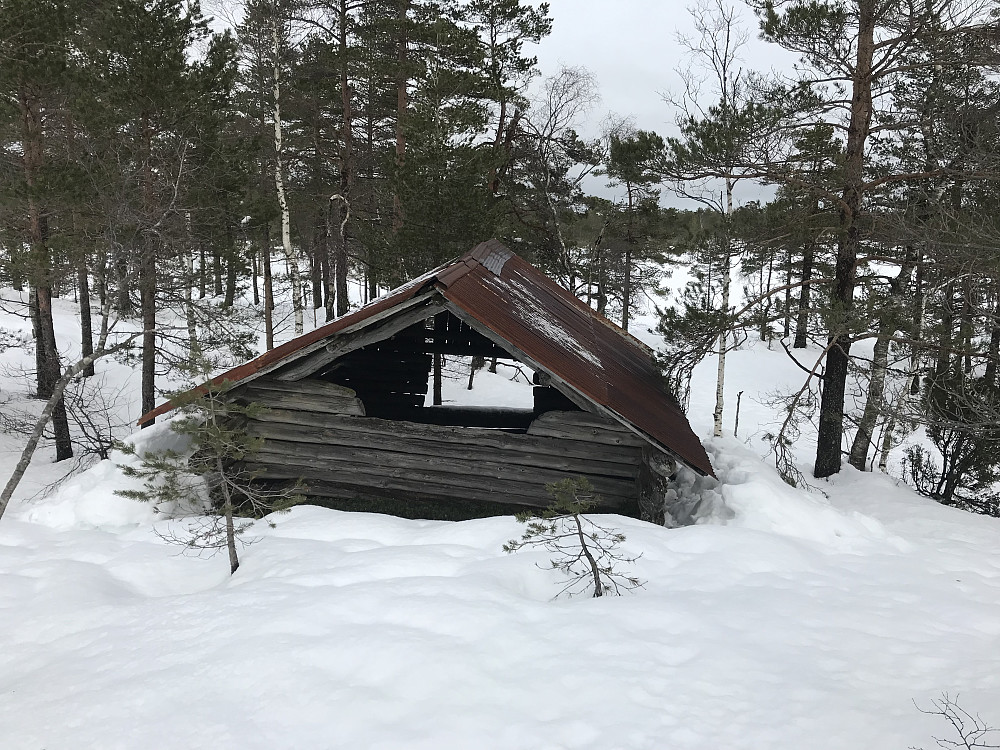 Skogsløe på Lunseheia