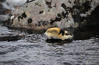 Fisher_20180605_5b17027264675.jpg