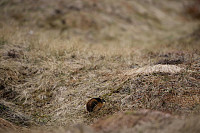 Fisher_20180605_5b170277a07d2.jpg
