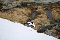 Fisher_20180605_5b1702833f8df.jpg