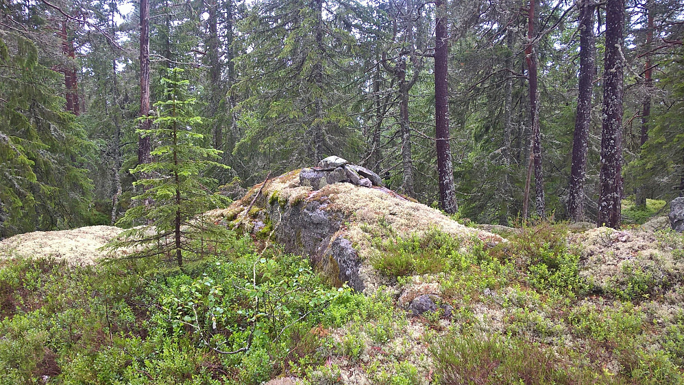 Fin tur dersom ein er glad i skog og vegetasjon