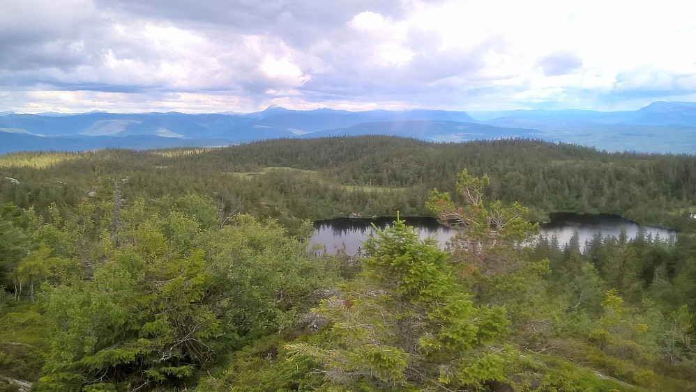 Fyttikatta