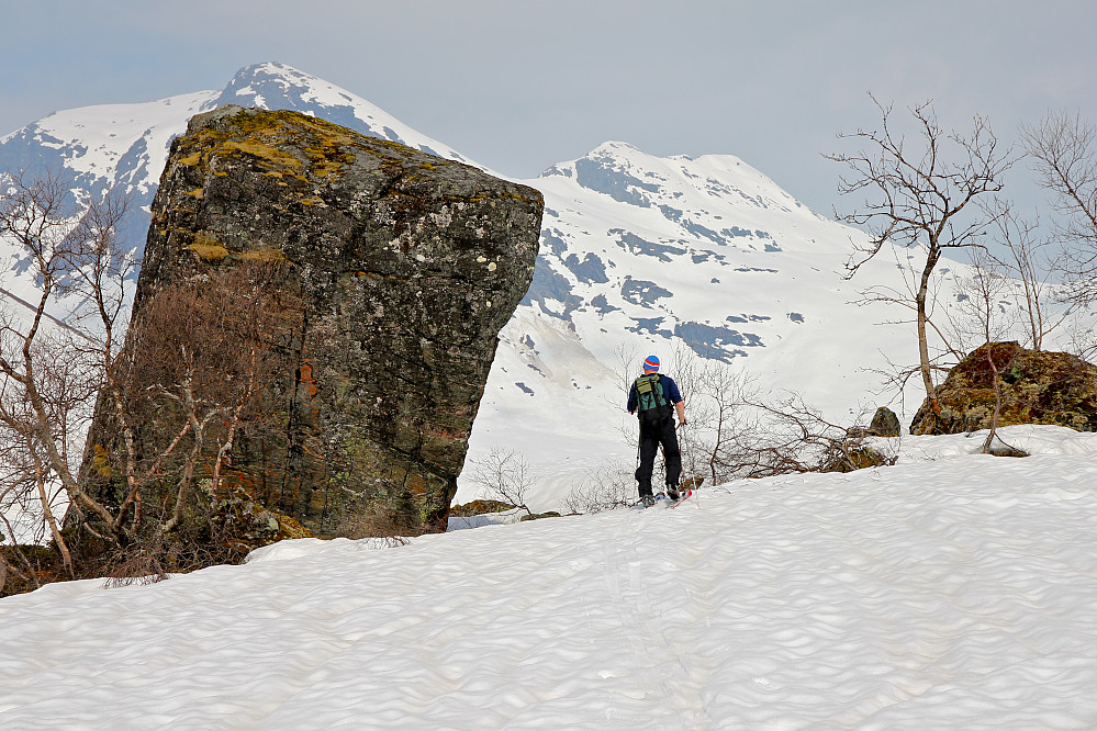 Roy passerer stor stein i Skjerdingsdalen