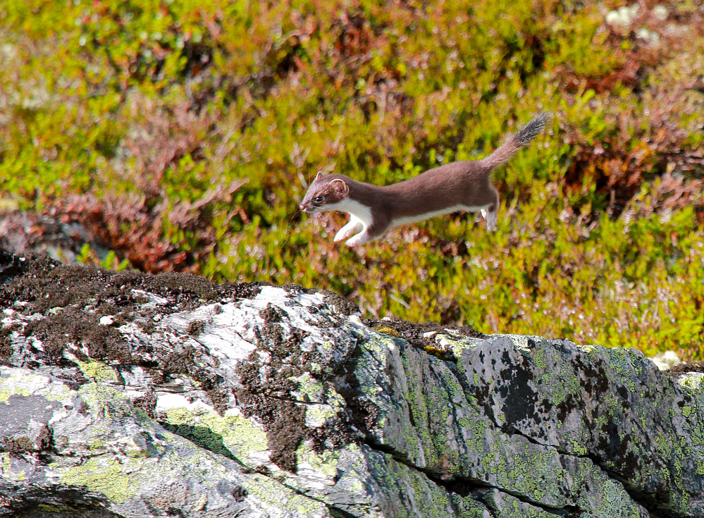 Flygande røyskatt