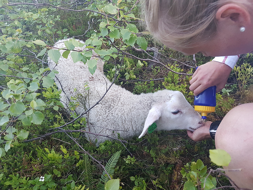 Møtte på et lam i dårlig form 