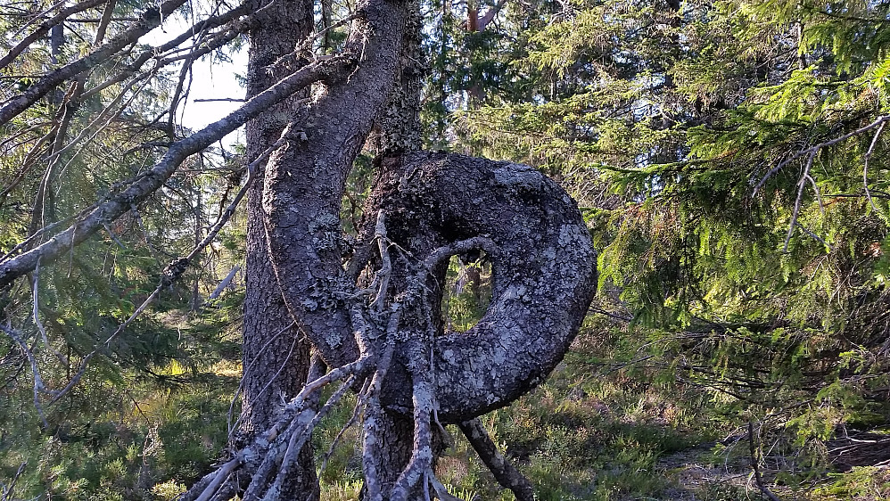 Artig krokete tre i nærheten.